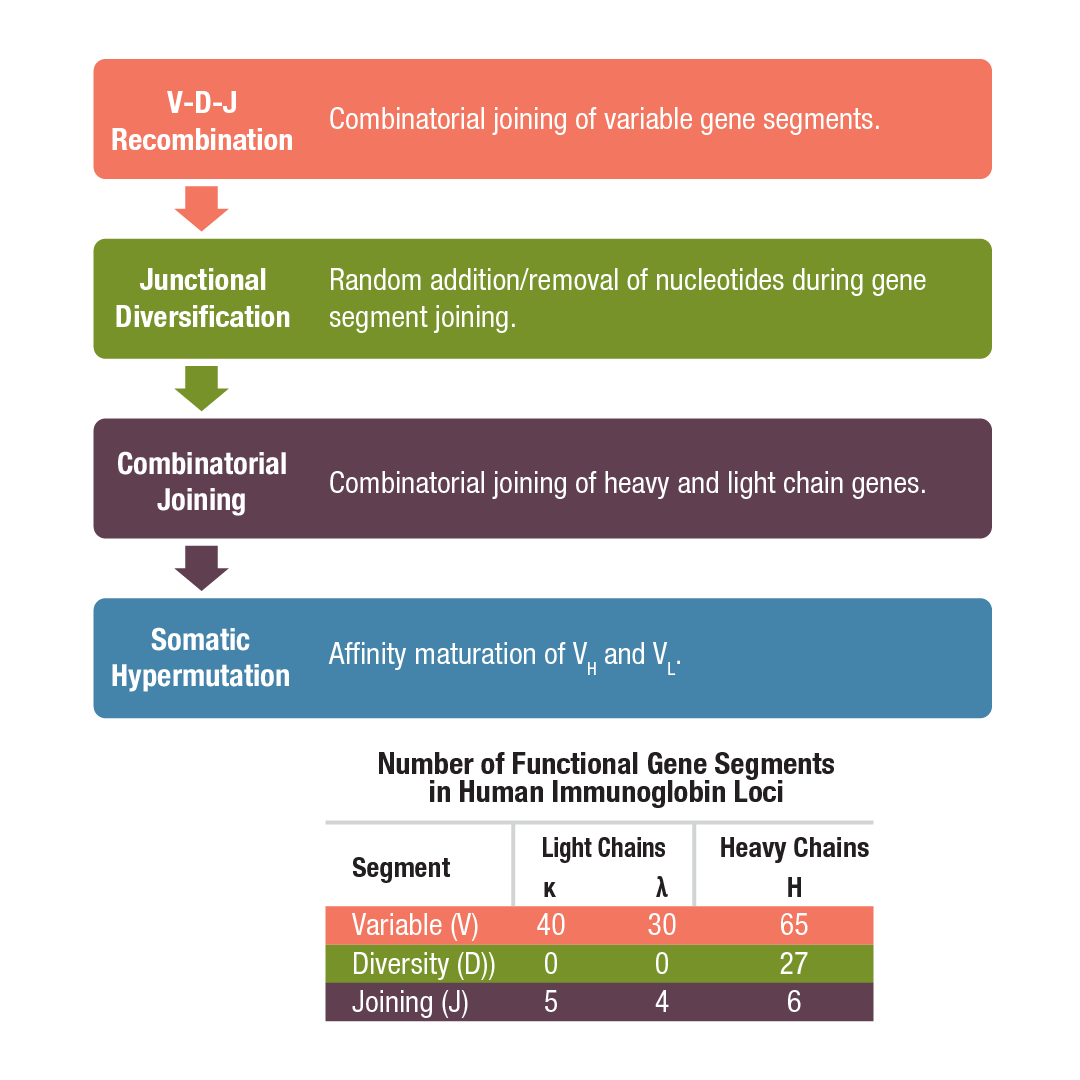 Antibody Essentials Part 2: Antibody Diversity And Classification